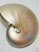 Large Pearl Nautilus Shell 6"