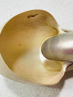 Large Pearl Nautilus Shell 6"
